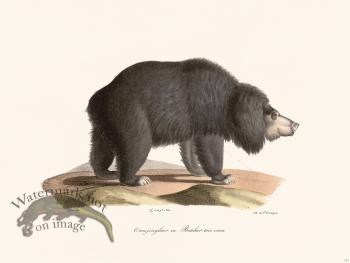 Cuvier 131 Sloth Bear